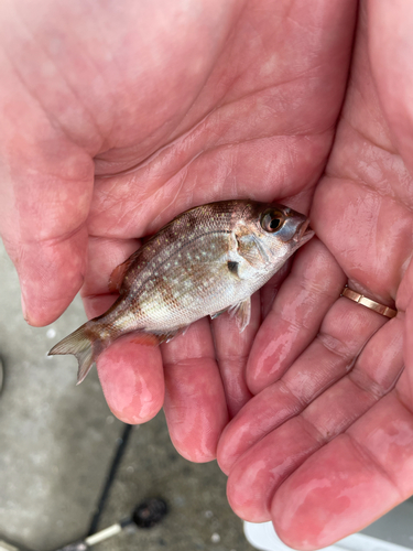 タイの釣果