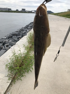 マゴチの釣果