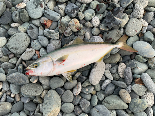 イナダの釣果