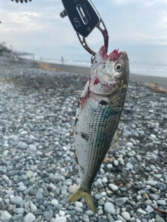 コノシロの釣果