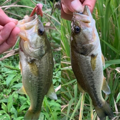 ブラックバスの釣果