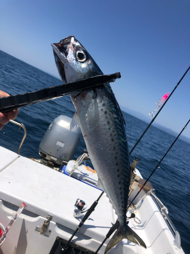 サバの釣果