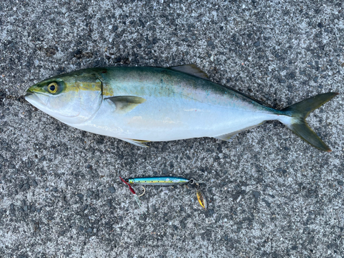 ハマチの釣果