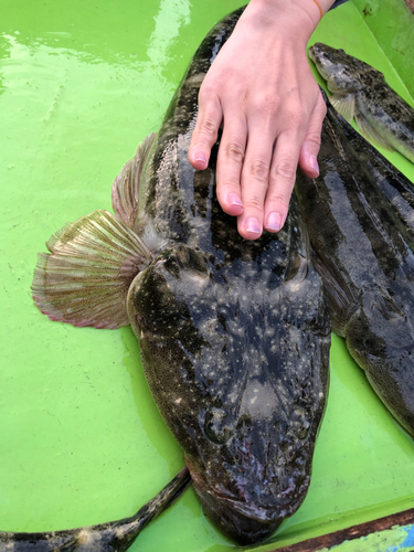 マゴチの釣果