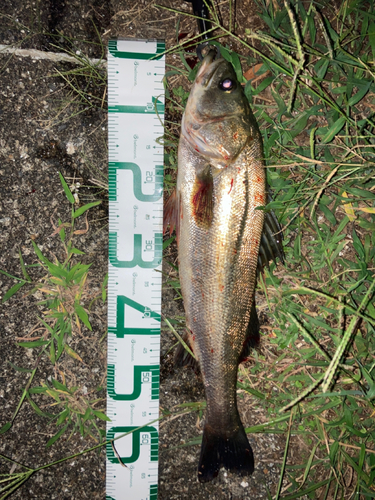 シーバスの釣果