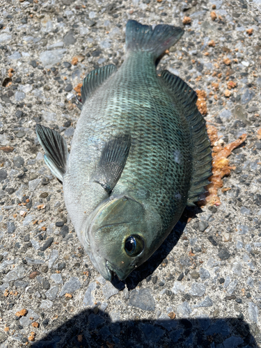 メジナの釣果