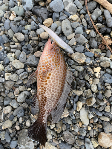 オオモンハタの釣果