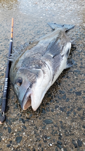 チヌの釣果