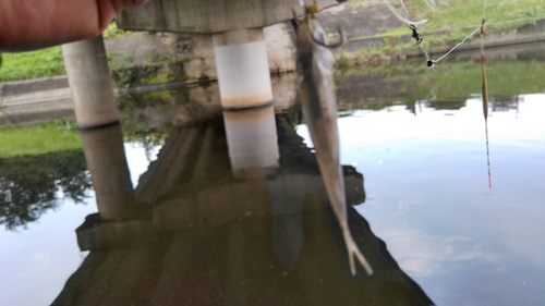 マブナの釣果