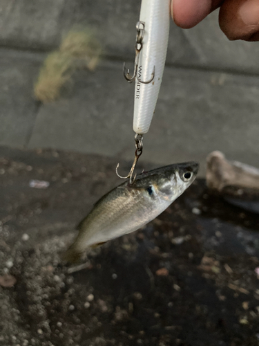 ボラの釣果