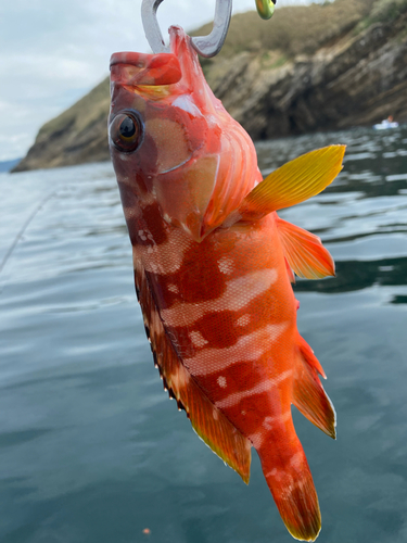 アカハタの釣果