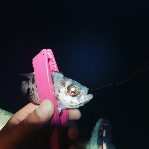 ゴマヒレキントキの釣果