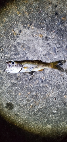 クロムツの釣果