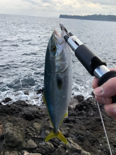 イナダの釣果