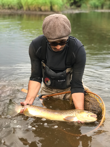 ブラウントラウトの釣果