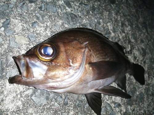 メバルの釣果