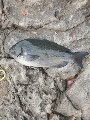 イサキの釣果