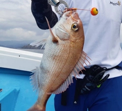 マダイの釣果