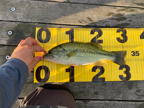 ブラックバスの釣果