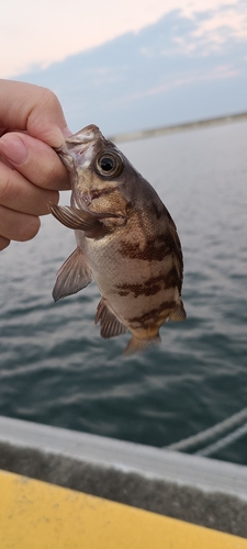 メバルの釣果