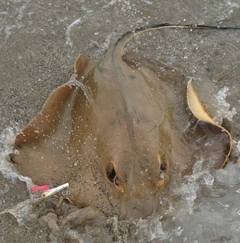 アカエイの釣果