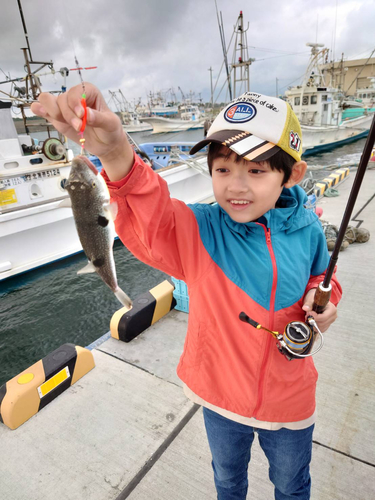 フグの釣果