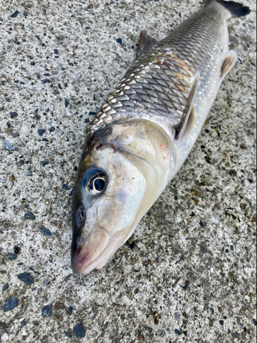 ニゴイの釣果