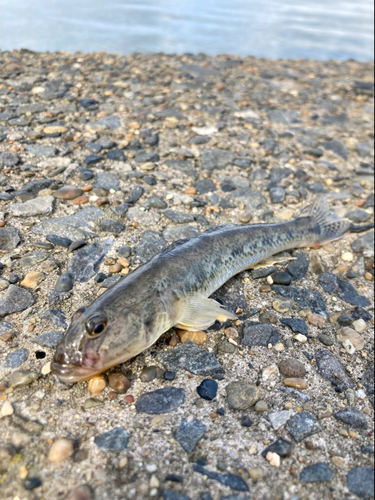 ハゼの釣果