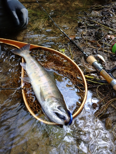 ヤマメの釣果