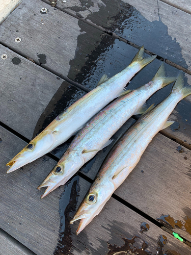 カマスの釣果