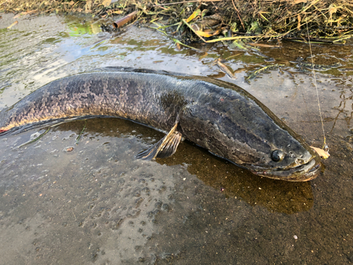 ライギョの釣果