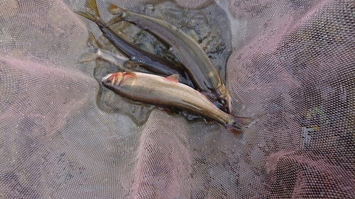 アユの釣果