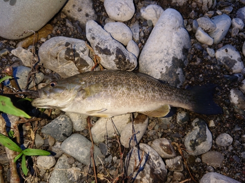 スモールマウスバスの釣果