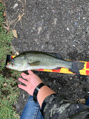 ブラックバスの釣果