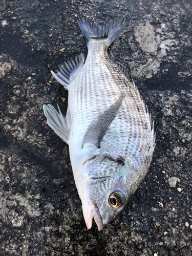 クロダイの釣果