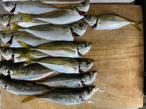 アジの釣果