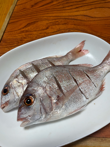 マダイの釣果