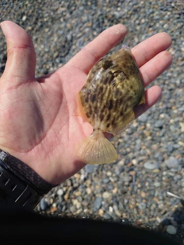 キスの釣果