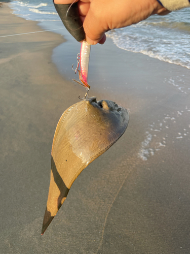 ウシノシタの釣果