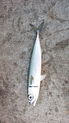 サバの釣果