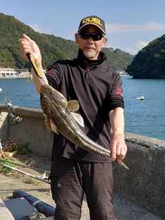 マゴチの釣果