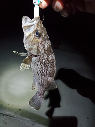 ソイの釣果