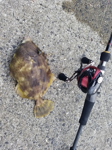 カワハギの釣果