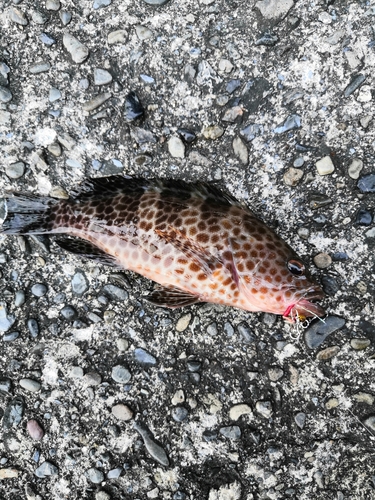 オオモンハタの釣果