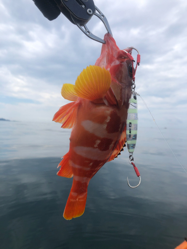 アカハタの釣果