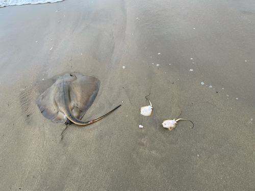 アカエイの釣果