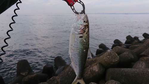 コノシロの釣果