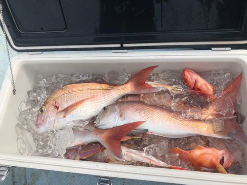 シロアマダイの釣果