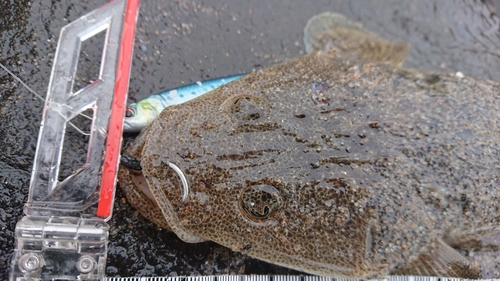 マゴチの釣果