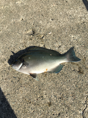 メジナの釣果